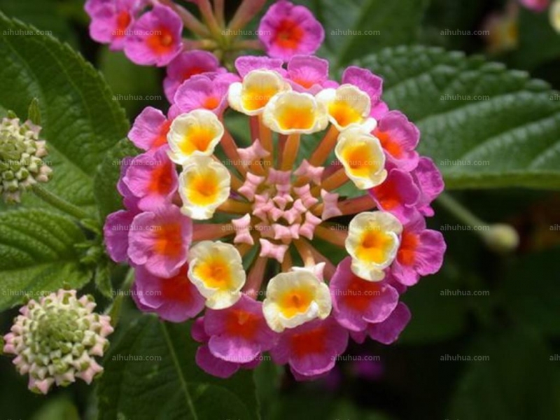 点击大图看下一张：马樱丹图片