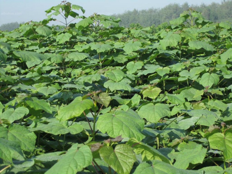 点击大图看下一张:楸树图片