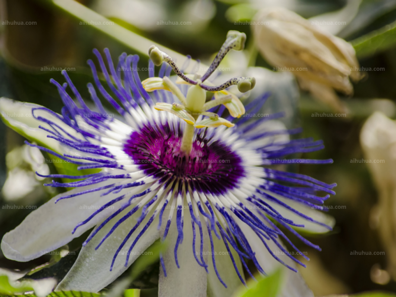 点击大图看下一张:时钟花图片