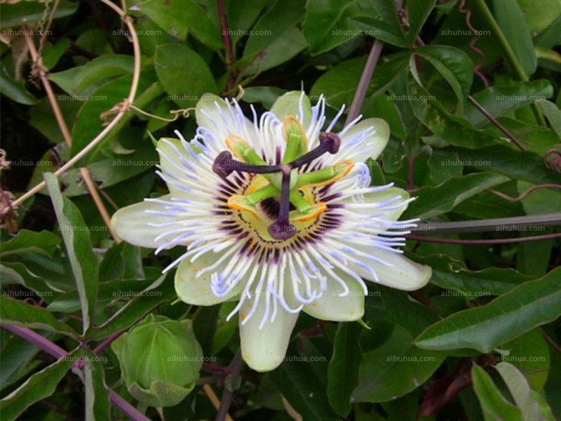 点击大图看下一张：时钟花图片