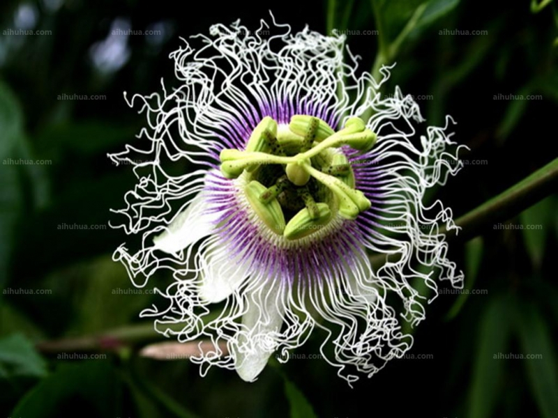 点击大图看下一张：时钟花图片