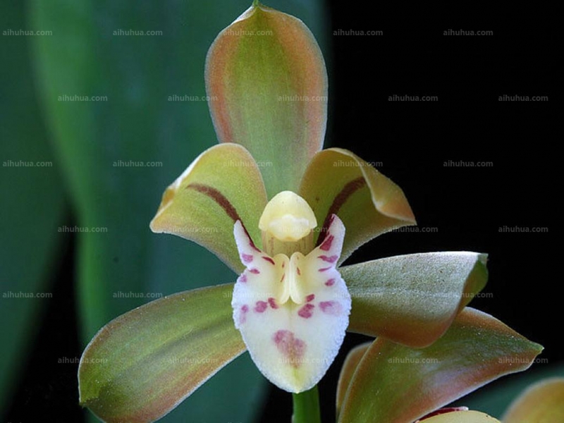 点击大图看下一张：兔耳兰图片