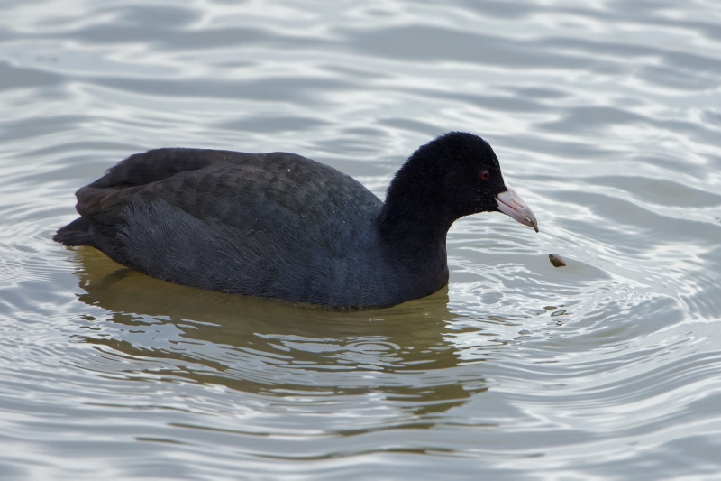 点击大图看下一张：白骨顶鸡图片