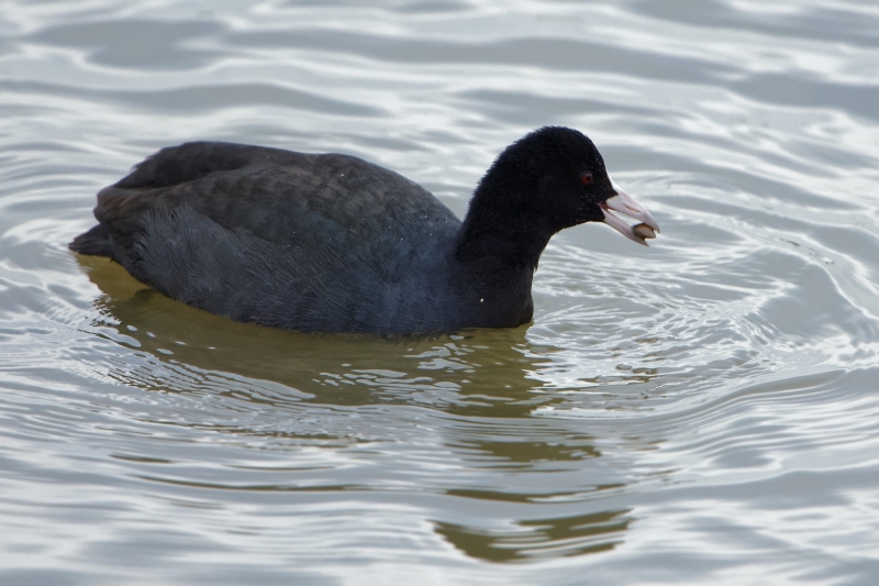 点击大图看下一张：白骨顶鸡图片