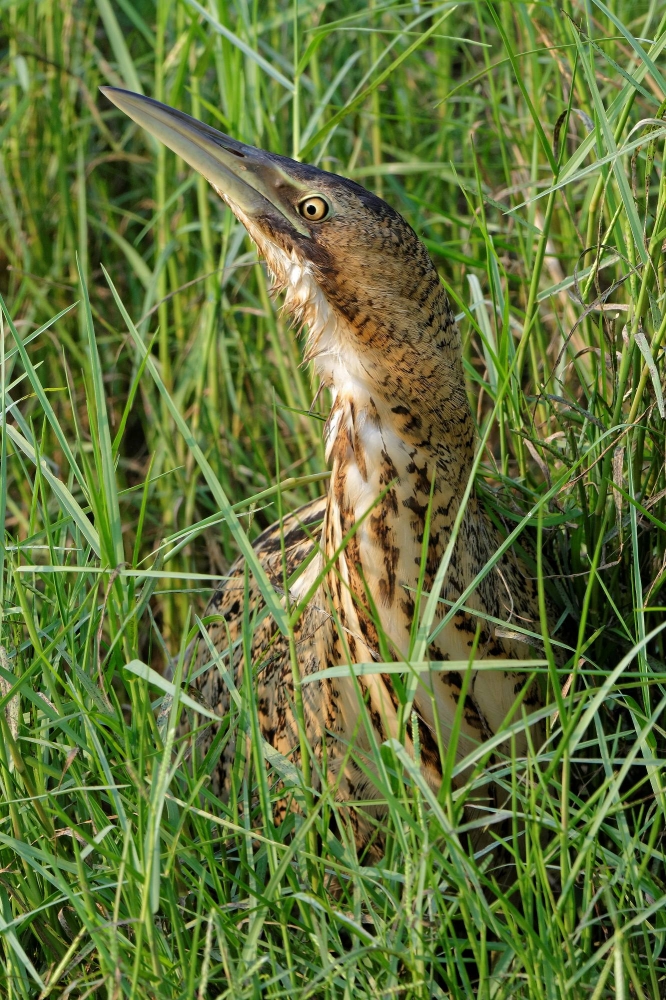 点击大图看下一张：大麻鳽图片