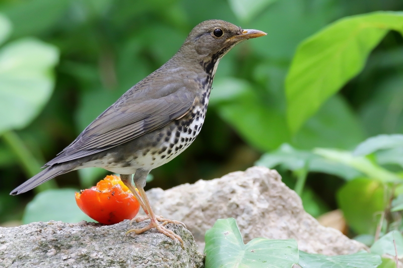 点击大图看下一张：乌灰鸫图片