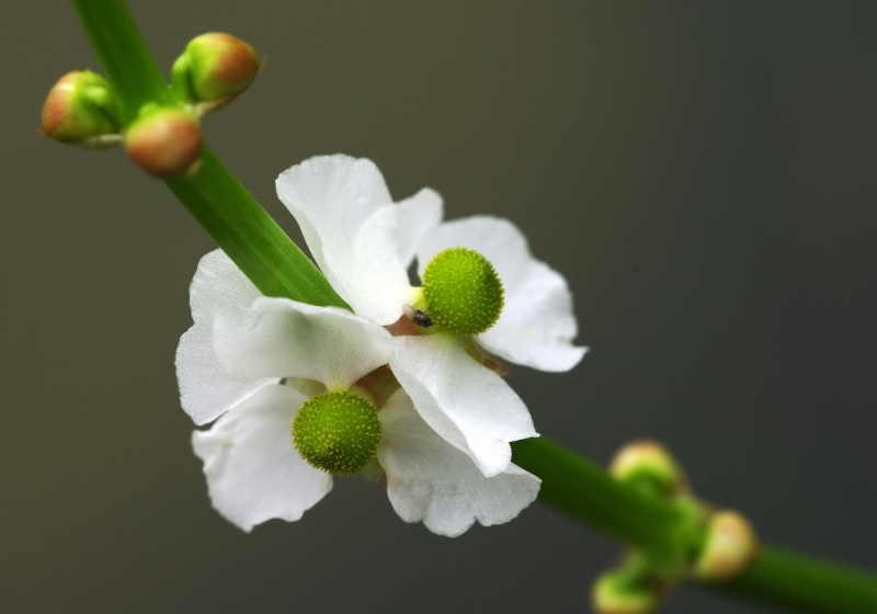 点击大图看下一张：慈姑花图片