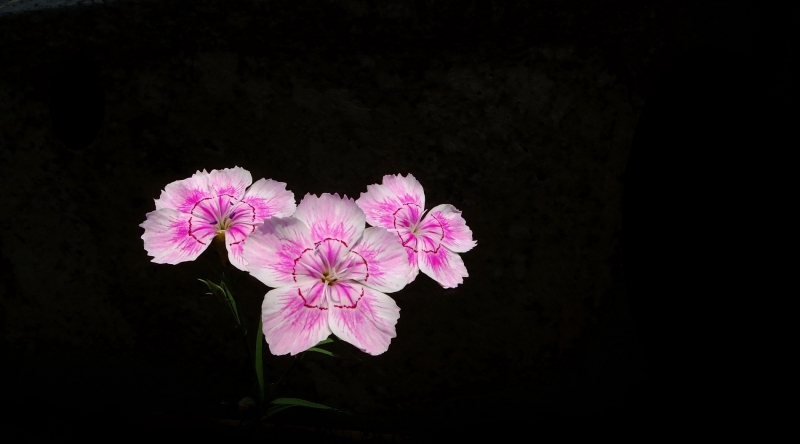 点击大图看下一张：多彩的石竹图片