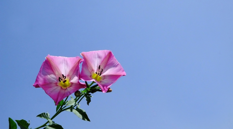 点击大图看下一张：粉色打碗花图片