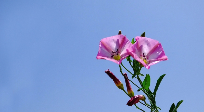 点击大图看下一张：粉色打碗花图片