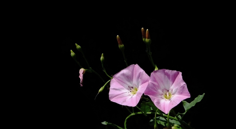 点击大图看下一张:粉色打碗花图片