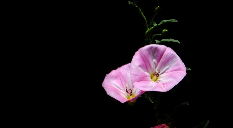 点击大图看下一张:粉色打碗花图片