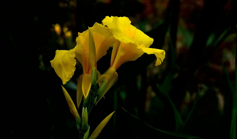 点击大图看下一张：黄色美人蕉图片