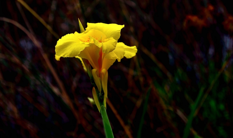 点击大图看下一张：黄色美人蕉图片