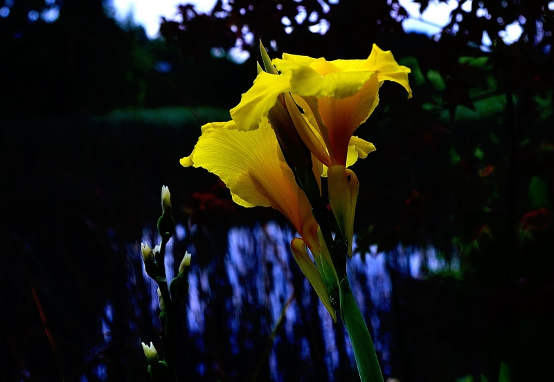 点击大图看下一张：黄色美人蕉图片