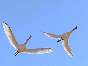 白琵鹭图片