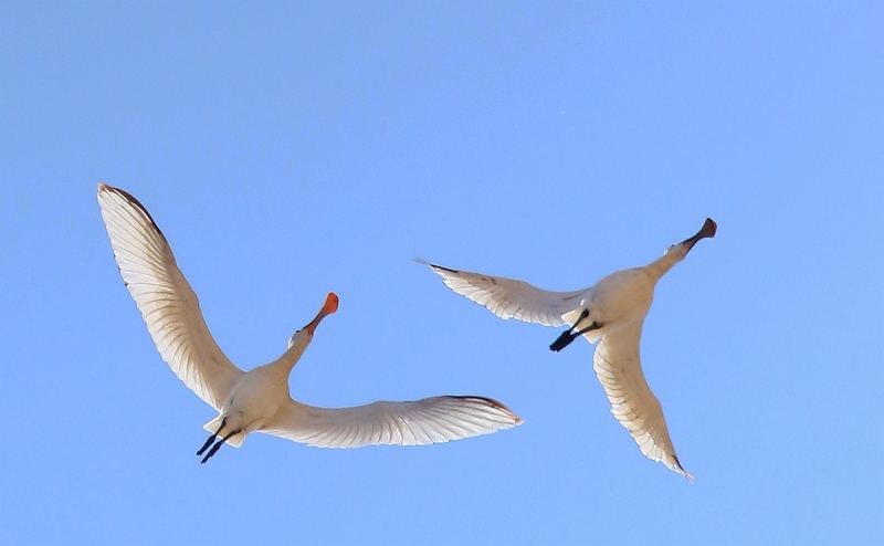 点击大图看下一张：白琵鹭图片