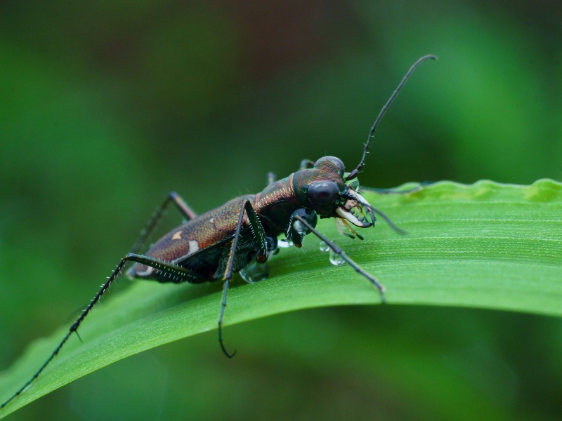 点击大图看下一张：虎甲图片