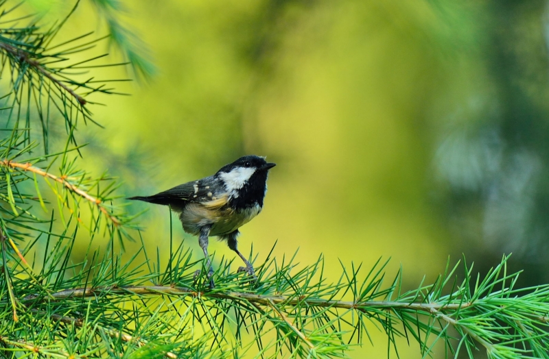 点击大图看下一张：煤山雀图片