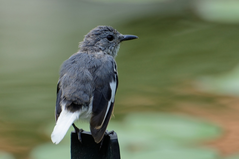 点击大图看下一张：塞舌尔鹊鸲图片