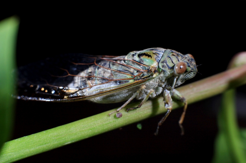 点击大图看下一张：知了图片