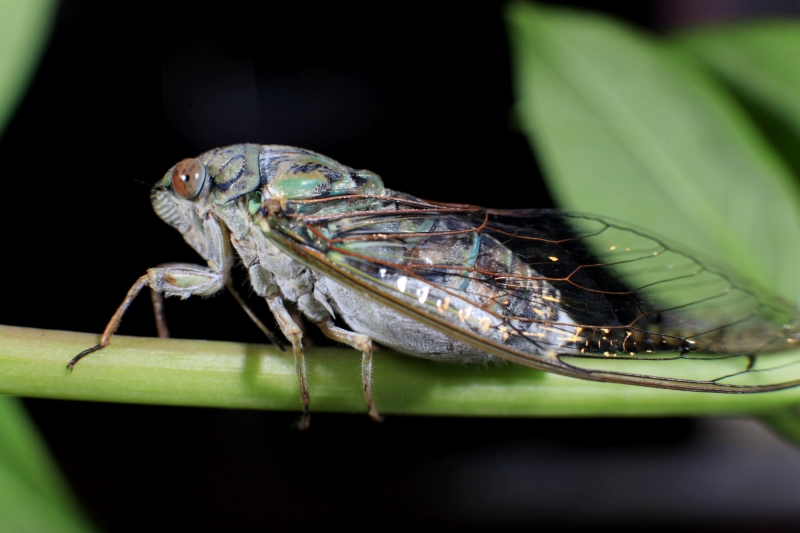 点击大图看下一张：知了图片
