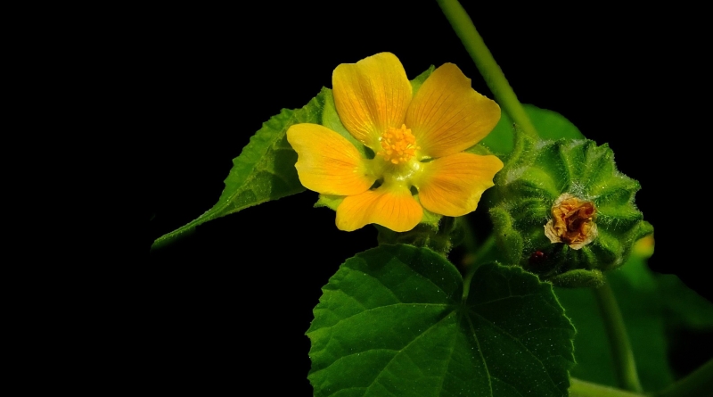 点击大图看下一张:金色苘麻花图片