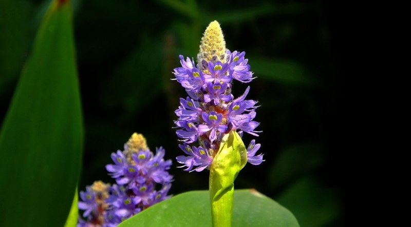 点击大图看下一张：梭鱼草图片