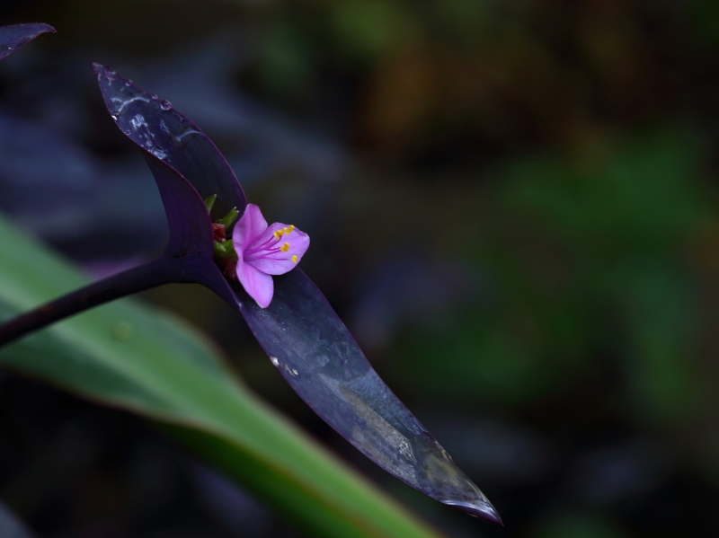 点击大图看下一张：紫竹梅图片