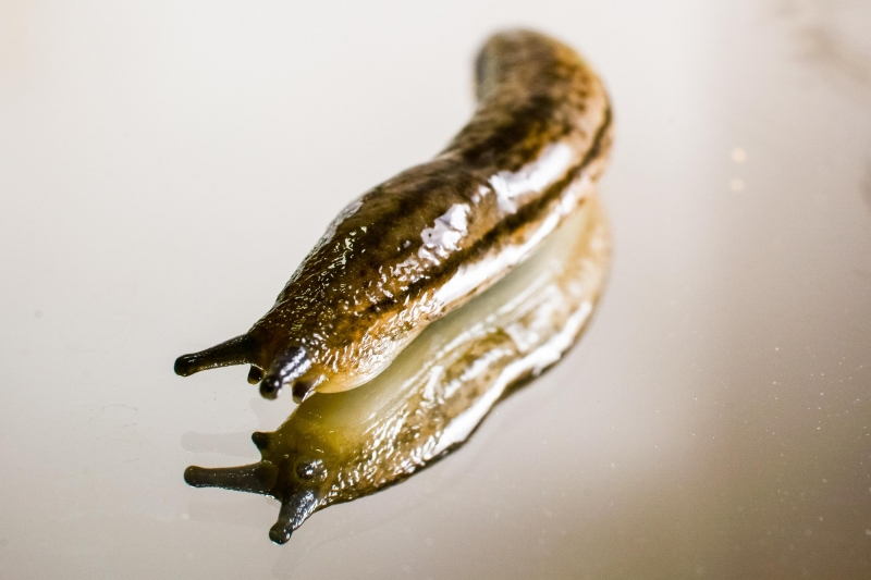 点击大图看下一张：蛞蝓图片