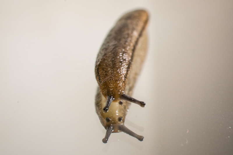 点击大图看下一张：蛞蝓图片