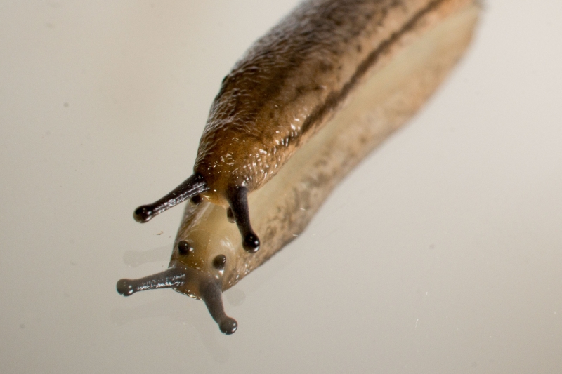 点击大图看下一张：蛞蝓图片