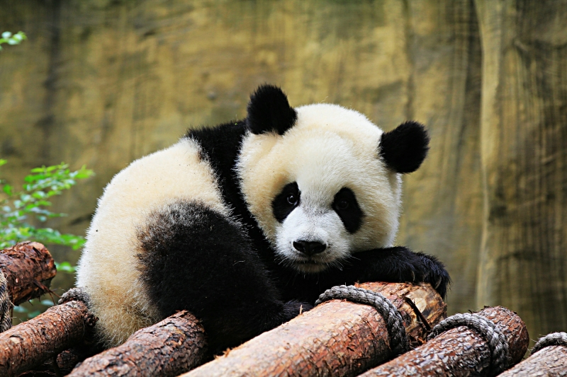 点击大图看下一张：淘气的熊猫图片