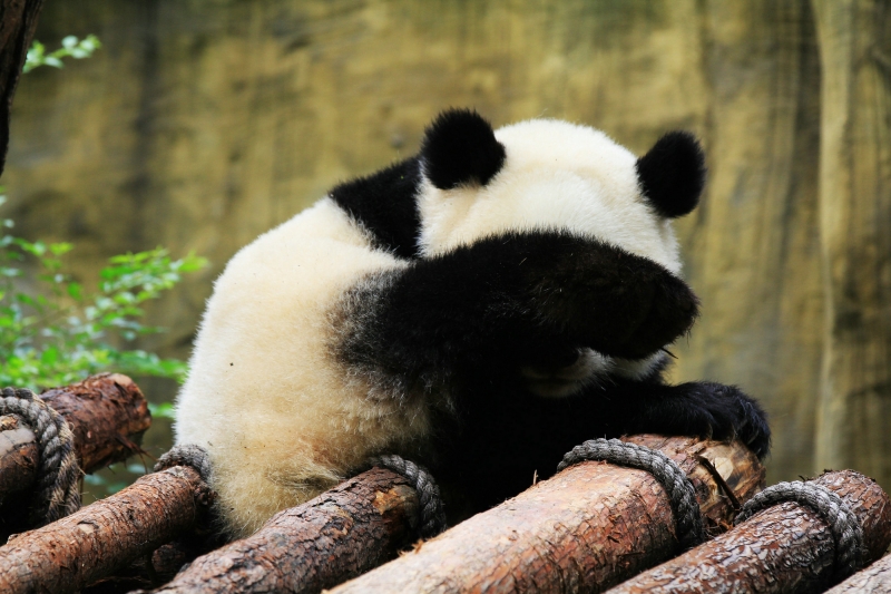 点击大图看下一张：淘气的熊猫图片