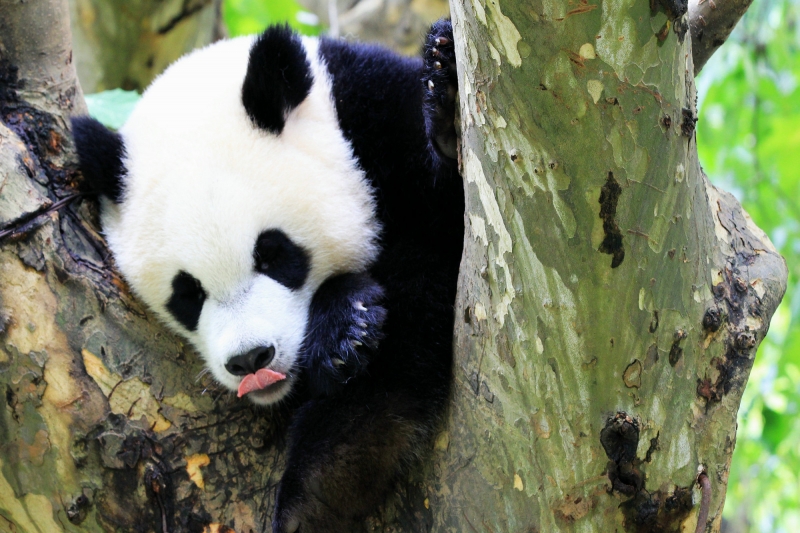 点击大图看下一张：淘气的熊猫图片