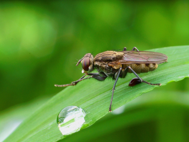 点击大图看下一张：微距苍蝇图片