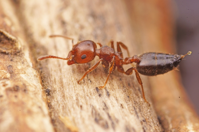 点击大图看下一张：微距蚂蚁图片