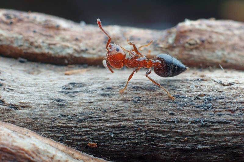点击大图看下一张：微距蚂蚁图片