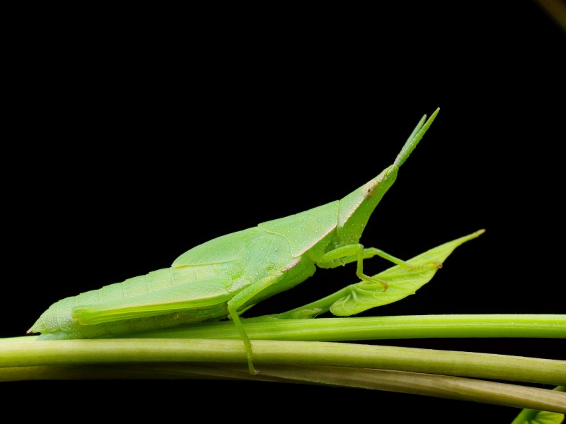 点击大图看下一张：蚱蜢微距图片