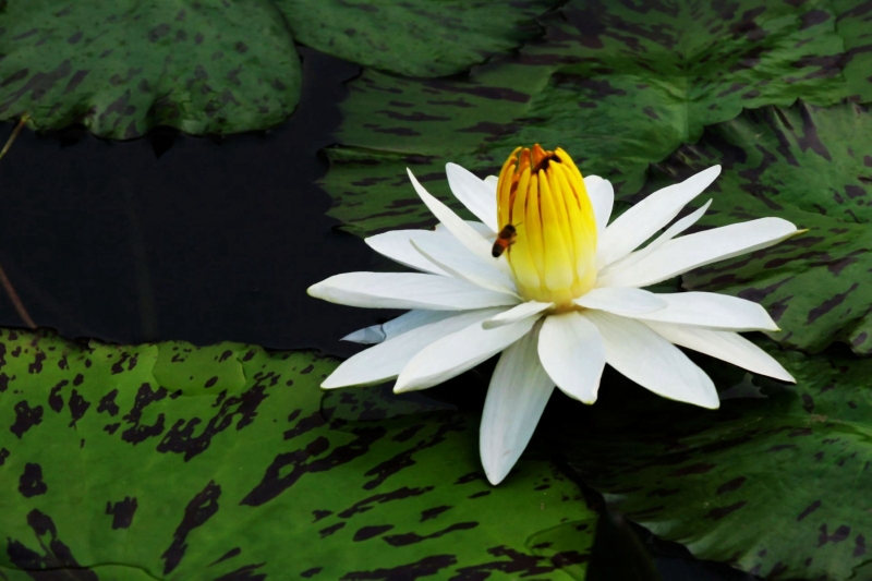 点击大图看下一张：埃及白睡莲图片