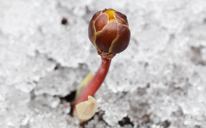 点击大图看下一张：冰凌花图片