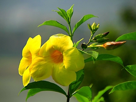 软枝黄婵花图片