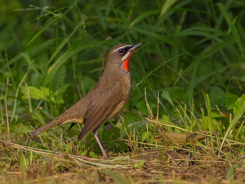 点击大图看下一张：红喉歌鸲图片