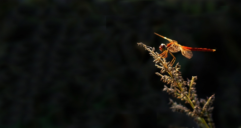 点击大图看下一张：近观蜻蜓图片