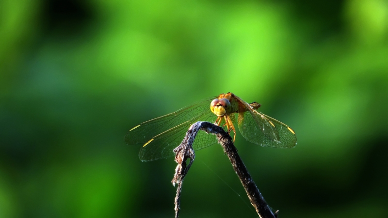点击大图看下一张：近观蜻蜓图片