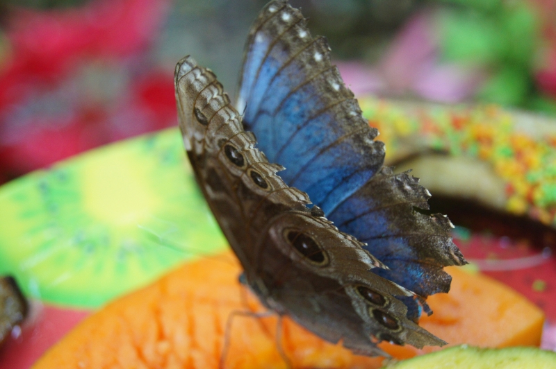 点击大图看下一张：漂亮的蝴蝶图片