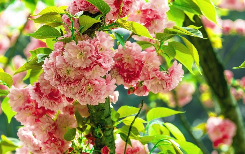 点击大图看下一张：灿烂的樱花图片