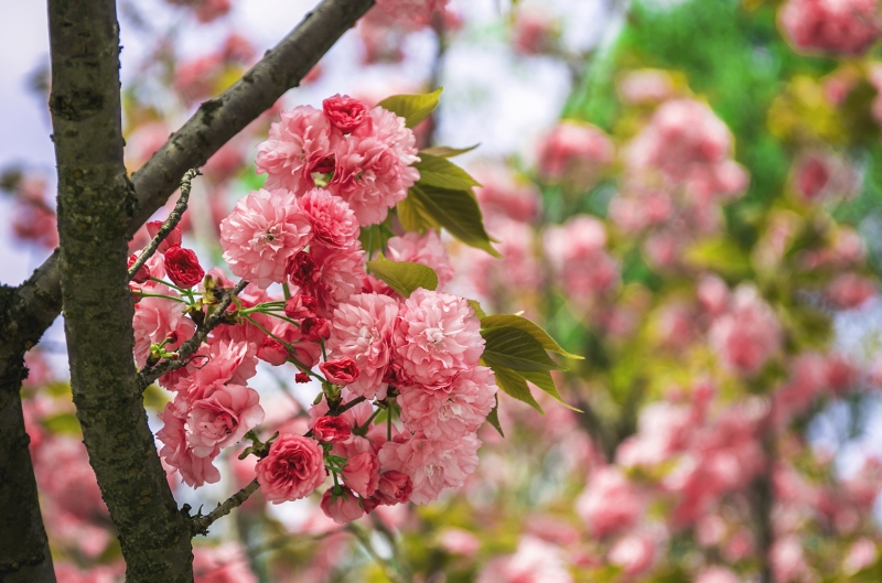 点击大图看下一张：灿烂的樱花图片