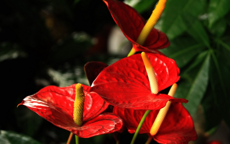 点击大图看下一张：红掌图片