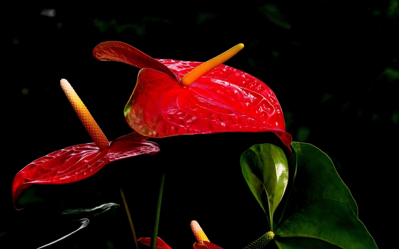 点击大图看下一张：红掌图片